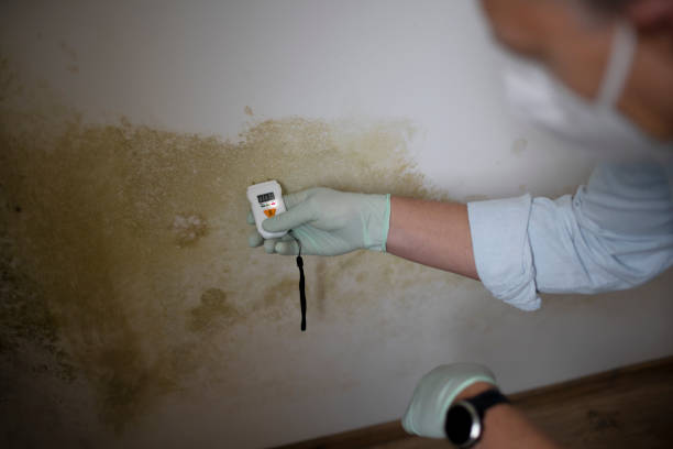 Best Crawl Space Mold Removal  in Lady Lake, FL